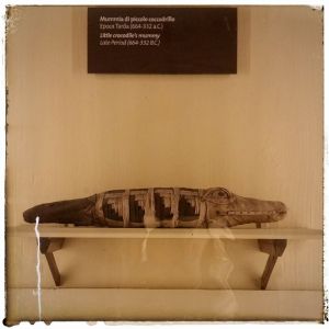 Piccola mummia di coccodrillo - MEF, Sala VIII